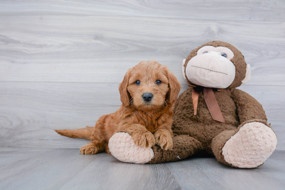 Mini Goldendoodle Puppy for Adoption