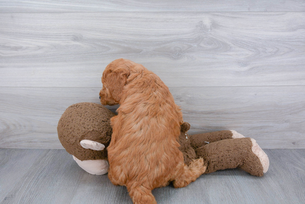 Best Mini Goldendoodle Baby