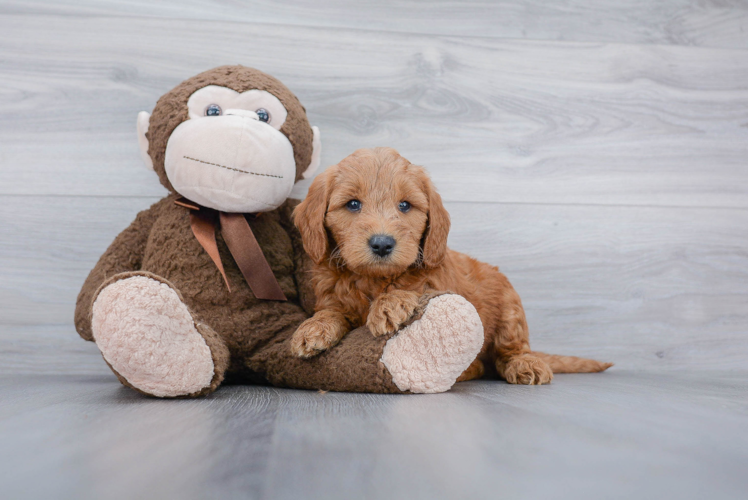 Funny Mini Goldendoodle Poodle Mix Pup