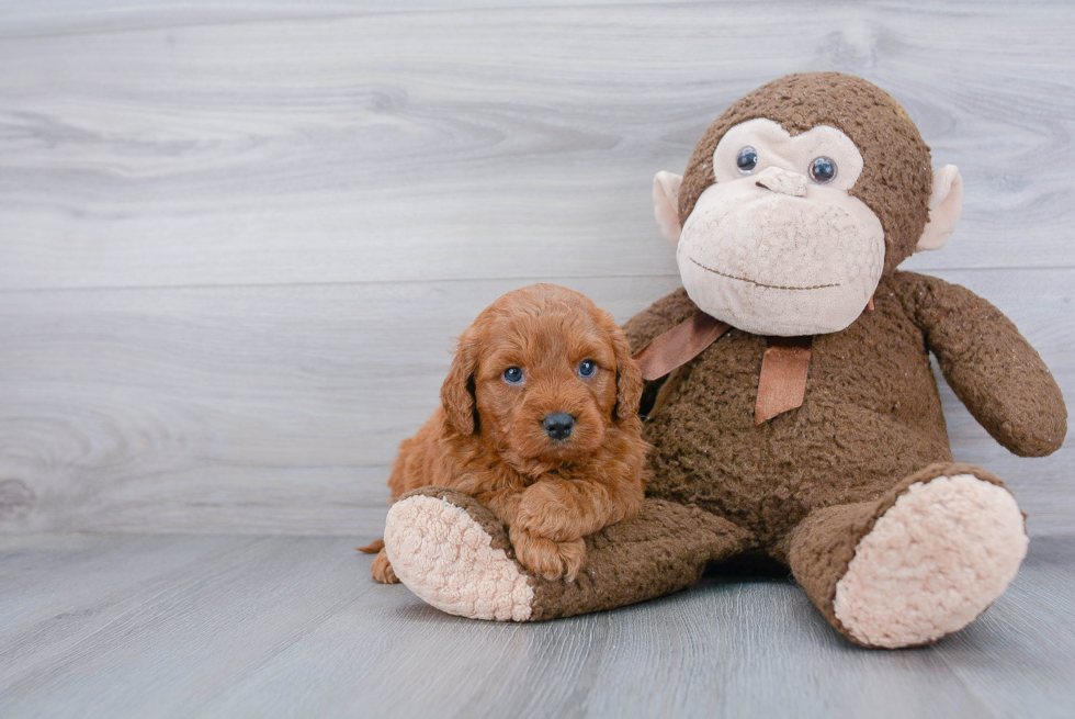 Adorable Golden Retriever Poodle Mix Puppy