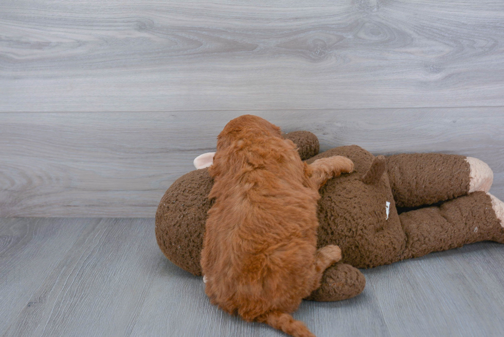 Happy Mini Goldendoodle Baby