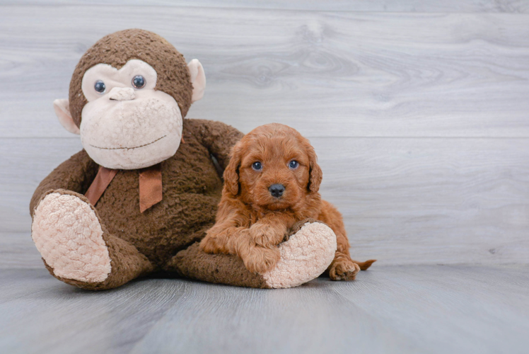 Smart Mini Goldendoodle Poodle Mix Pup