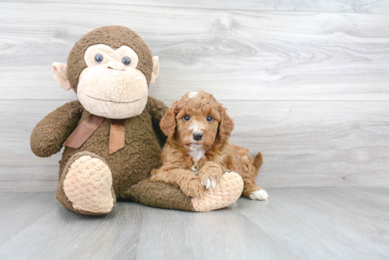 Best Mini Goldendoodle Baby