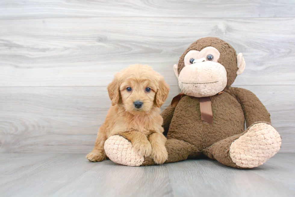 Playful Golden Retriever Poodle Mix Puppy