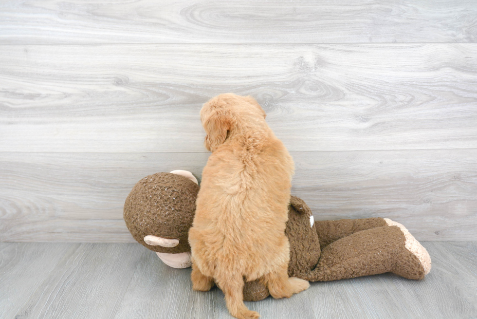 Cute Mini Goldendoodle Baby