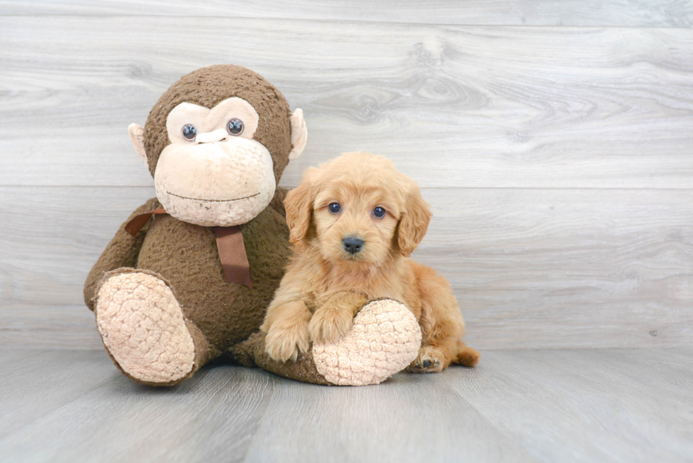 Best Mini Goldendoodle Baby