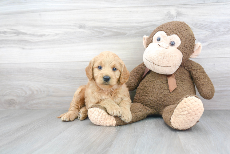 Playful Golden Retriever Poodle Mix Puppy