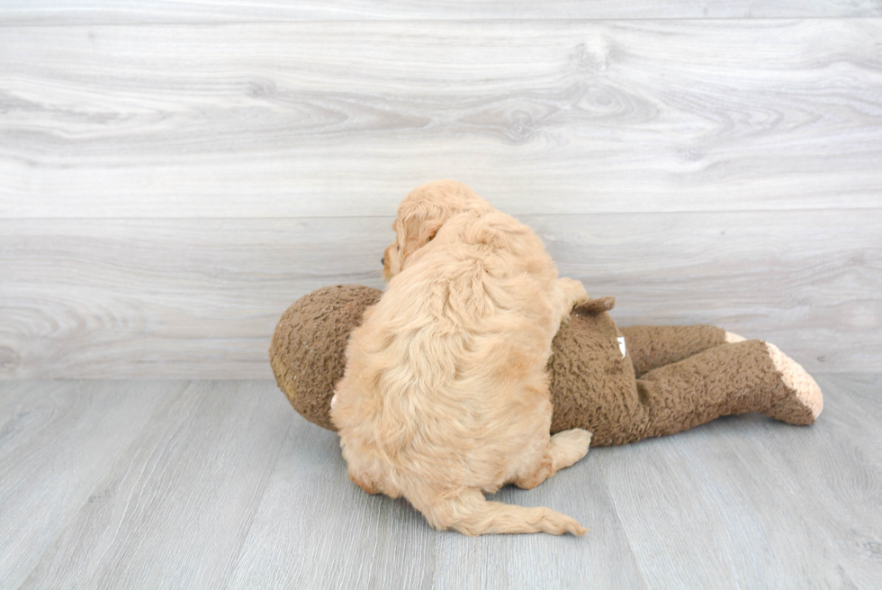 Best Mini Goldendoodle Baby