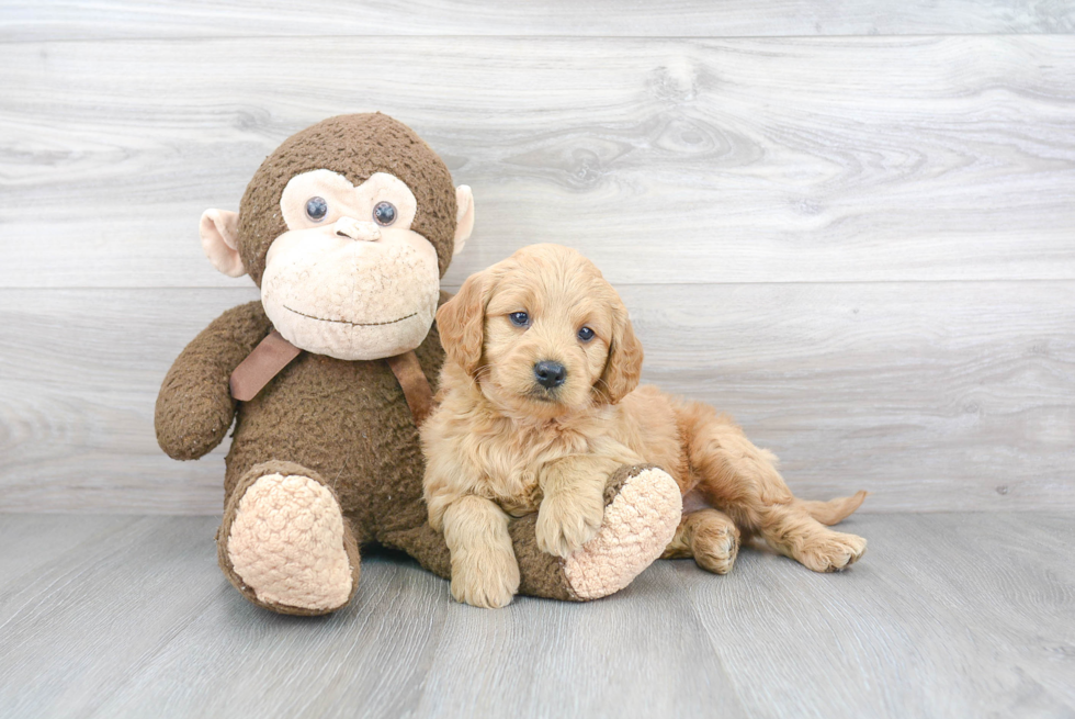 Little Golden Retriever Poodle Mix Puppy