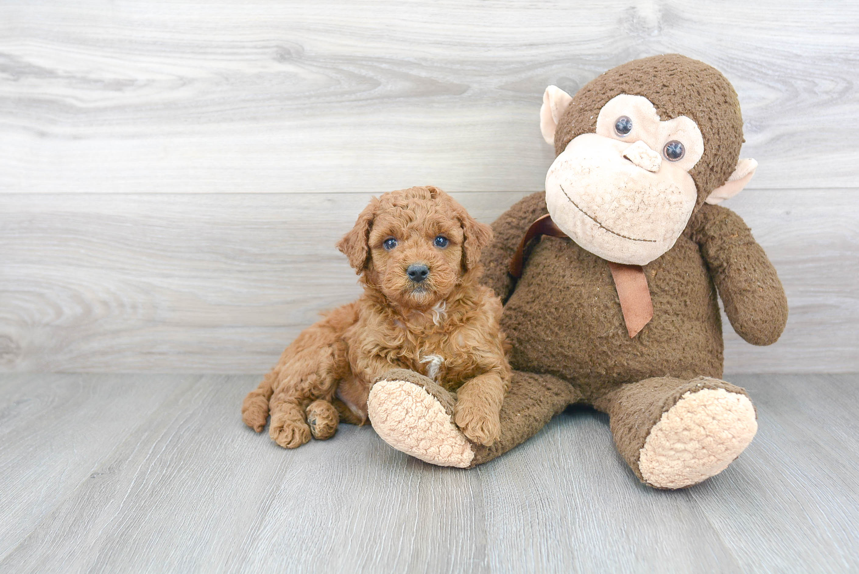 Playful Golden Retriever Poodle Mix Puppy