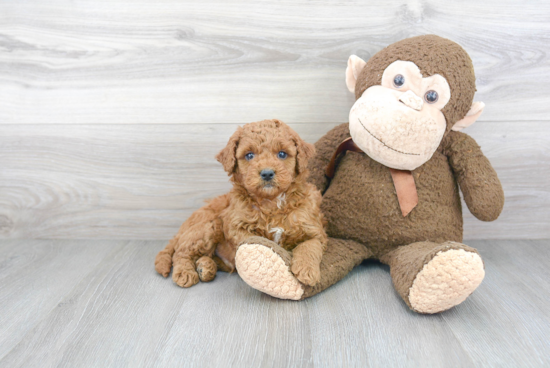 Playful Golden Retriever Poodle Mix Puppy