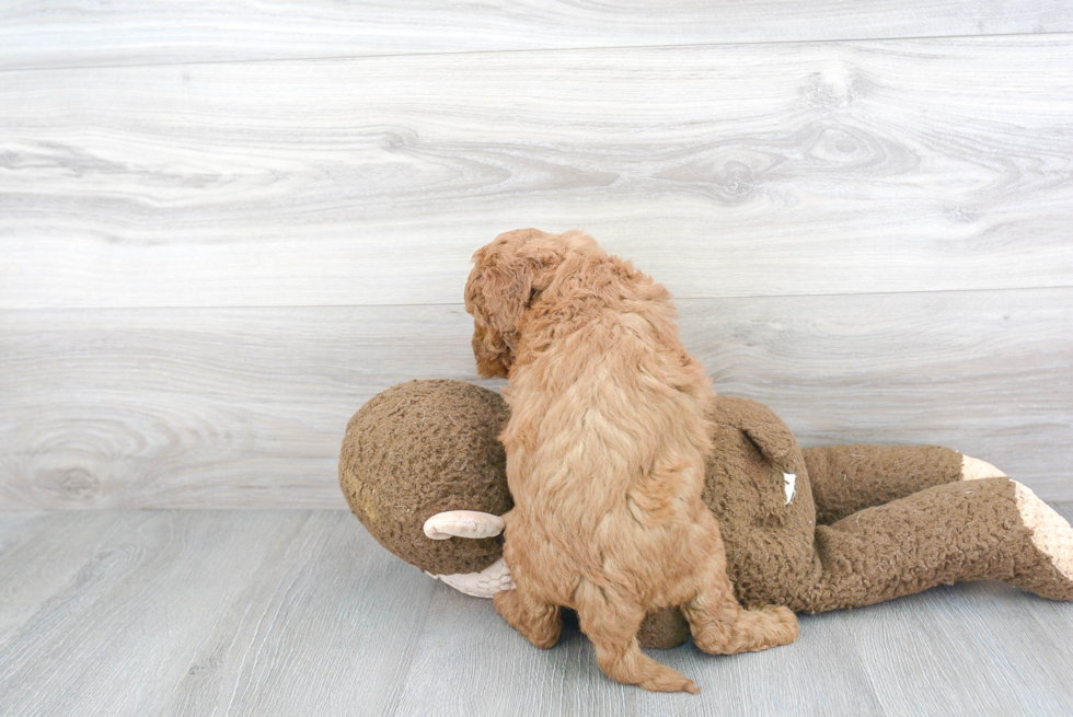 Best Mini Goldendoodle Baby