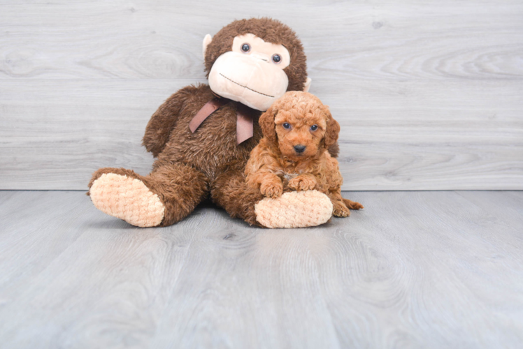 Playful Golden Retriever Poodle Mix Puppy