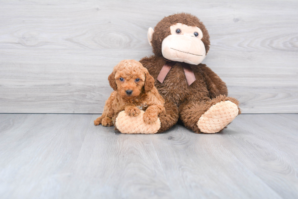 Playful Golden Retriever Poodle Mix Puppy