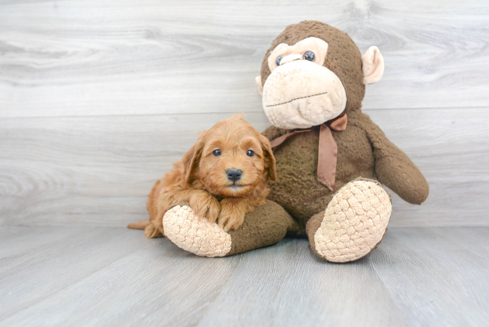 Smart Mini Goldendoodle Poodle Mix Pup