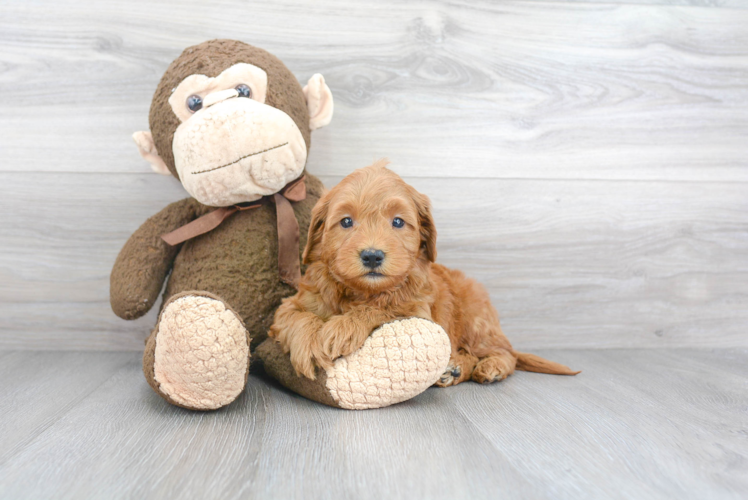 Petite Mini Goldendoodle Poodle Mix Pup