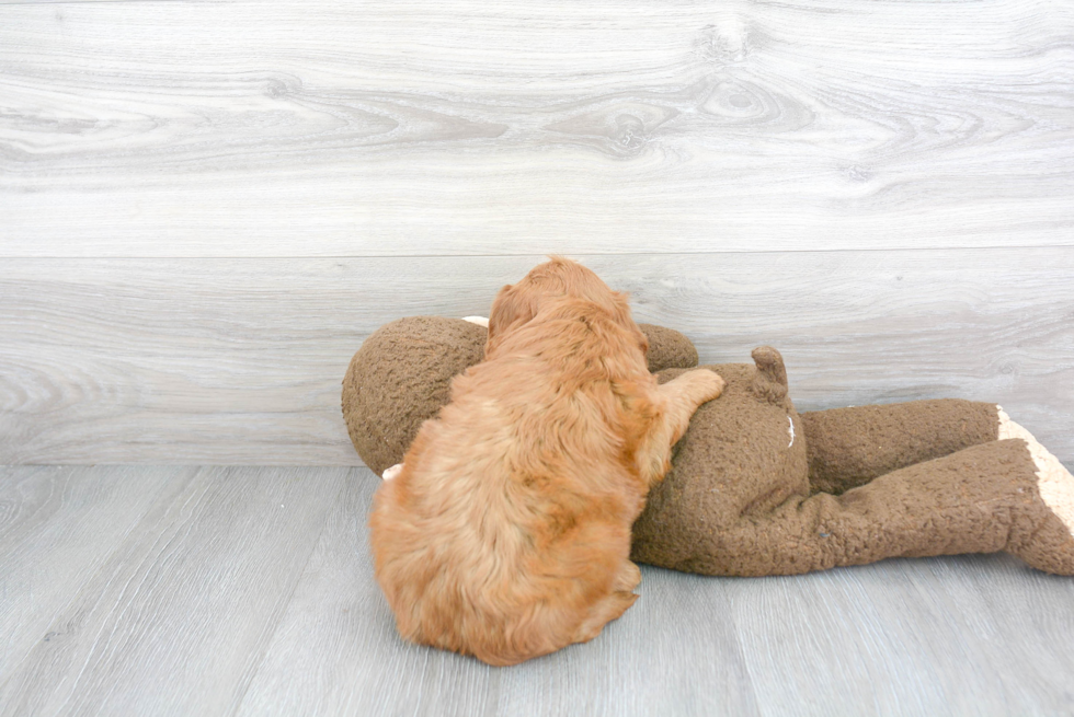 Best Mini Goldendoodle Baby