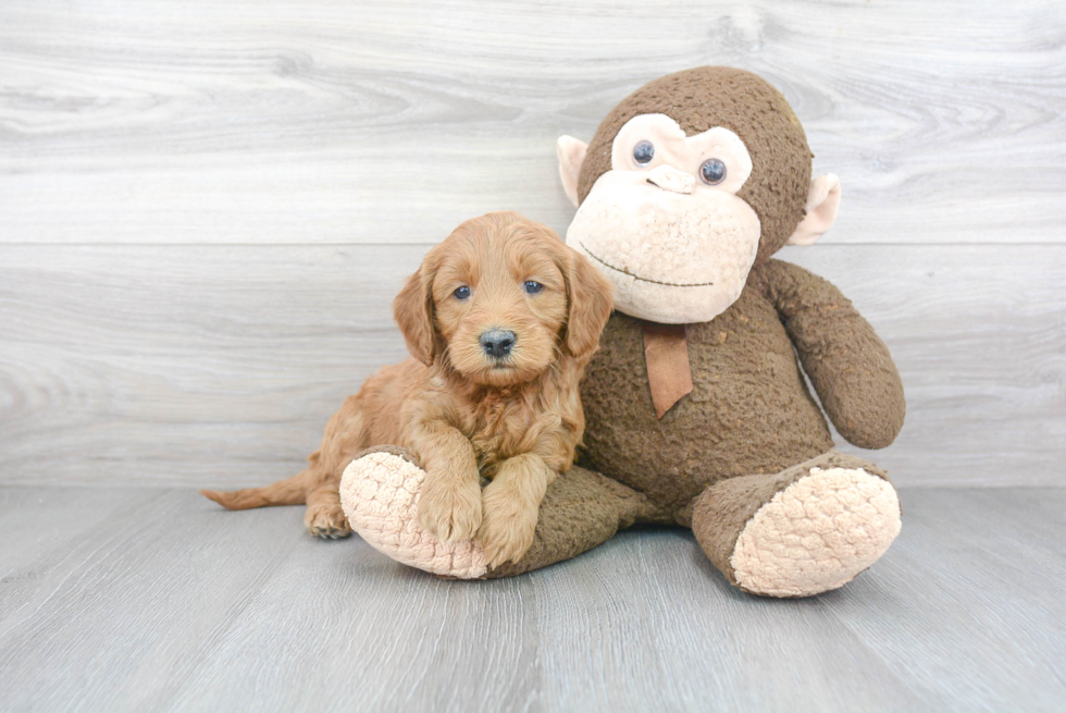 Mini Goldendoodle Pup Being Cute