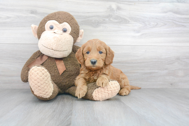 Cute Mini Goldendoodle Baby