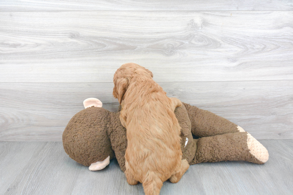 Mini Goldendoodle Puppy for Adoption