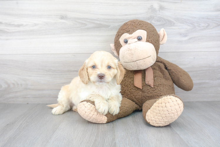 Fluffy Mini Goldendoodle Poodle Mix Pup