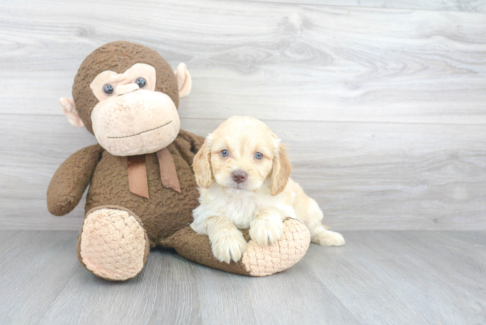 Mini Goldendoodle Puppy for Adoption