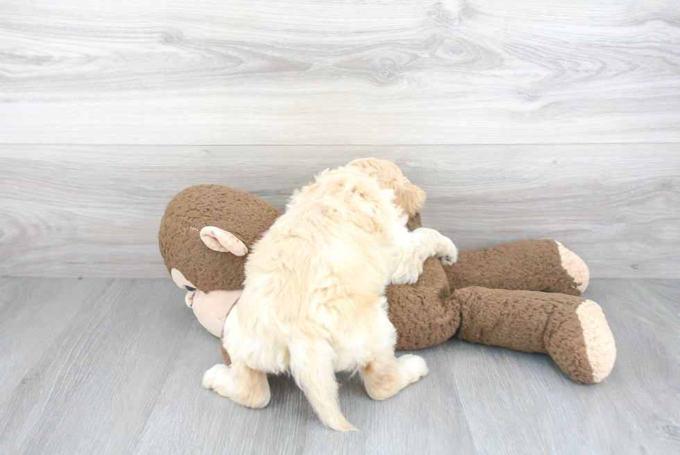 Best Mini Goldendoodle Baby