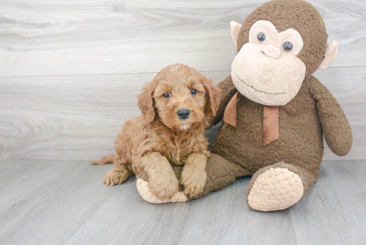 Mini Goldendoodle Pup Being Cute