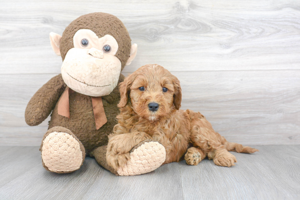 Little Golden Retriever Poodle Mix Puppy