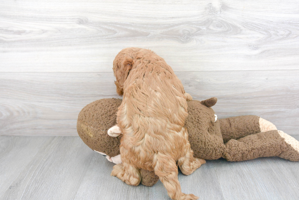 Smart Mini Goldendoodle Poodle Mix Pup