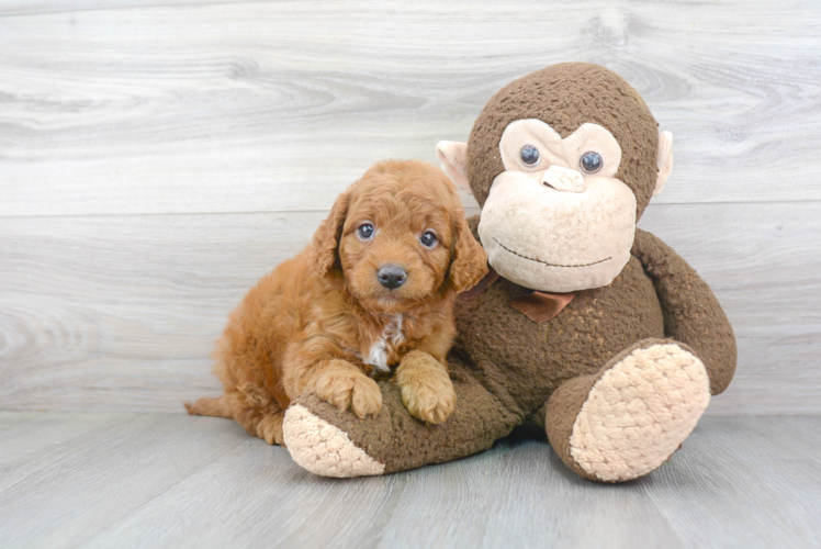 Best Mini Goldendoodle Baby