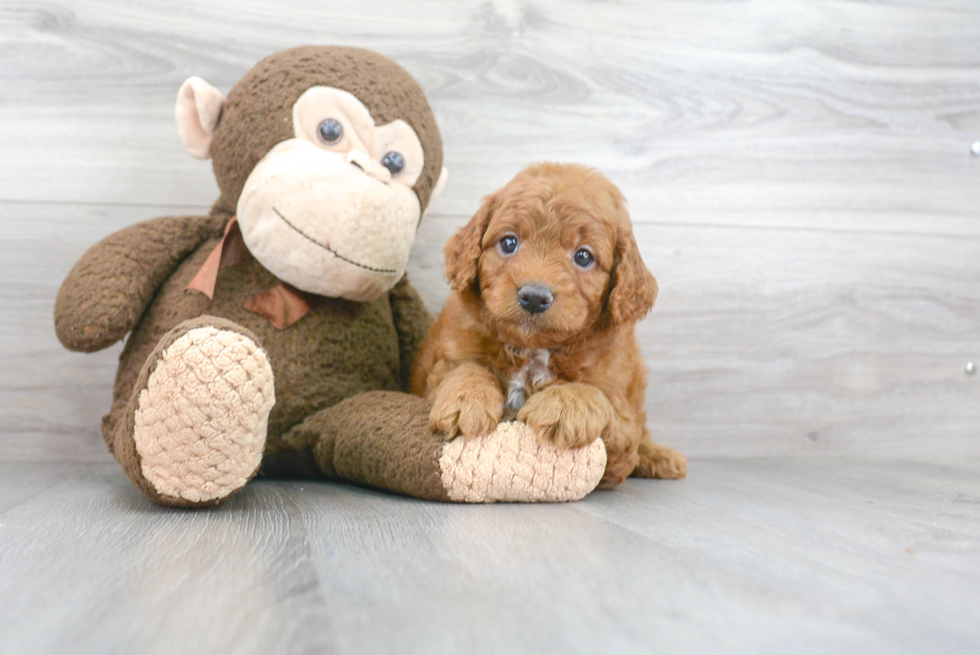 Mini Goldendoodle Pup Being Cute