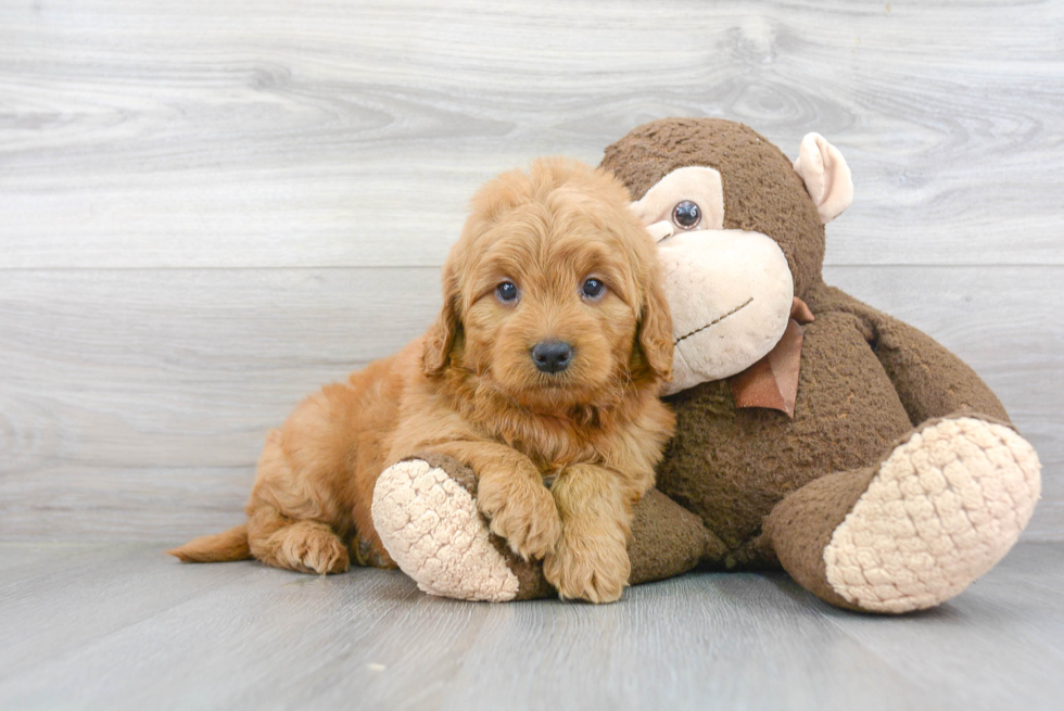 Mini Goldendoodle Pup Being Cute