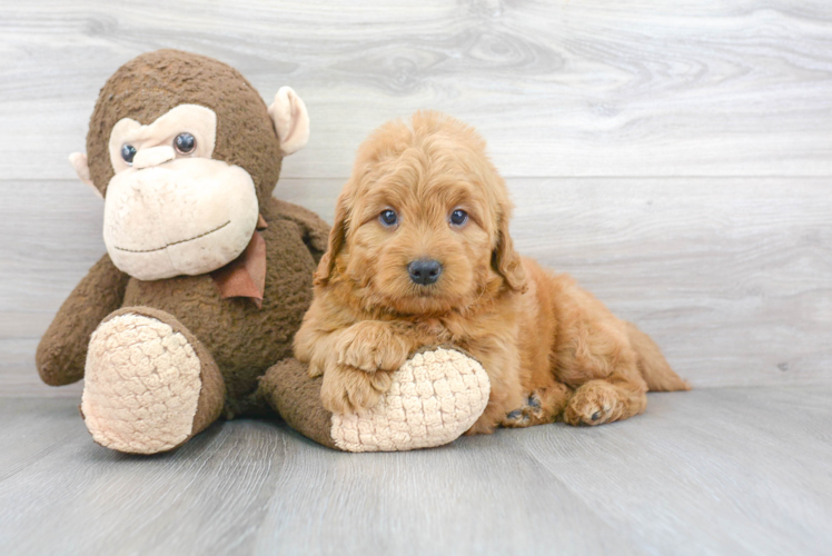 Mini Goldendoodle Puppy for Adoption