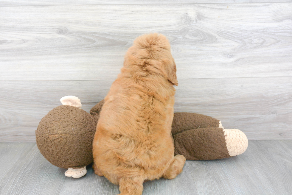 Mini Goldendoodle Pup Being Cute