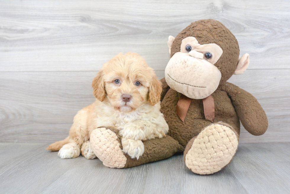 Playful Golden Retriever Poodle Mix Puppy