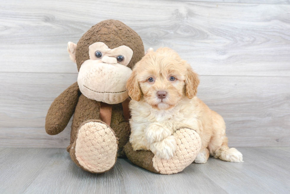 Mini Goldendoodle Pup Being Cute