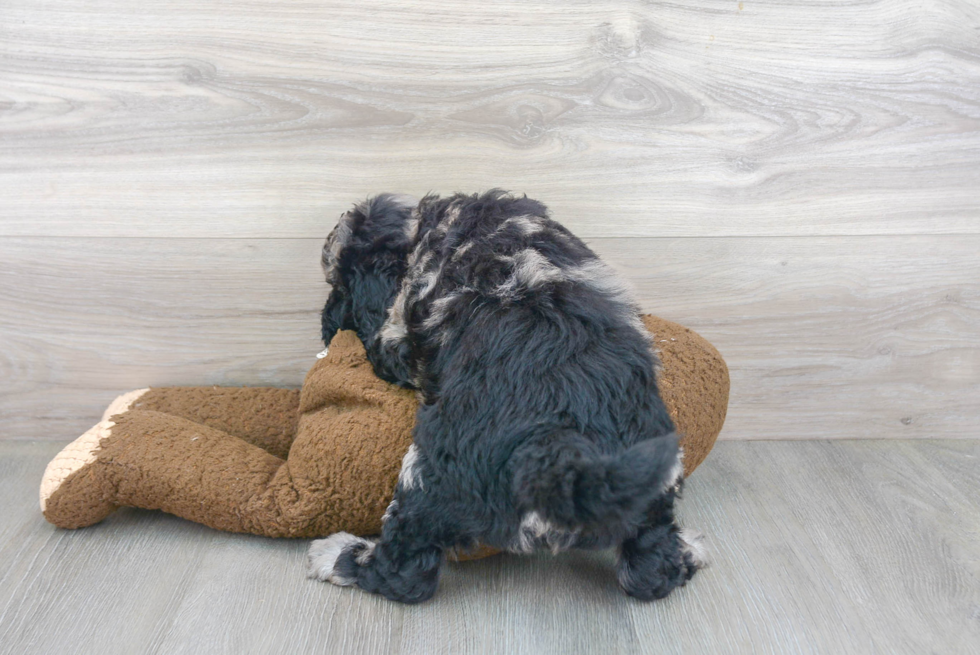 Cute Mini Goldendoodle Poodle Mix Pup