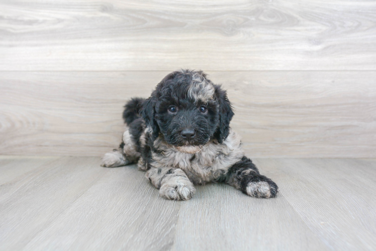 Best Mini Goldendoodle Baby