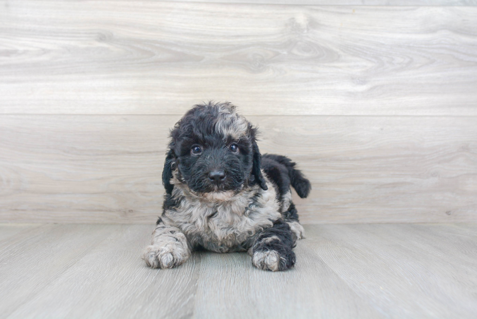 Mini Goldendoodle Pup Being Cute