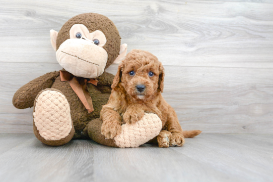 Best Mini Goldendoodle Baby