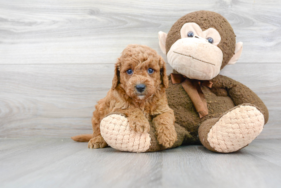 Hypoallergenic Golden Retriever Poodle Mix Puppy