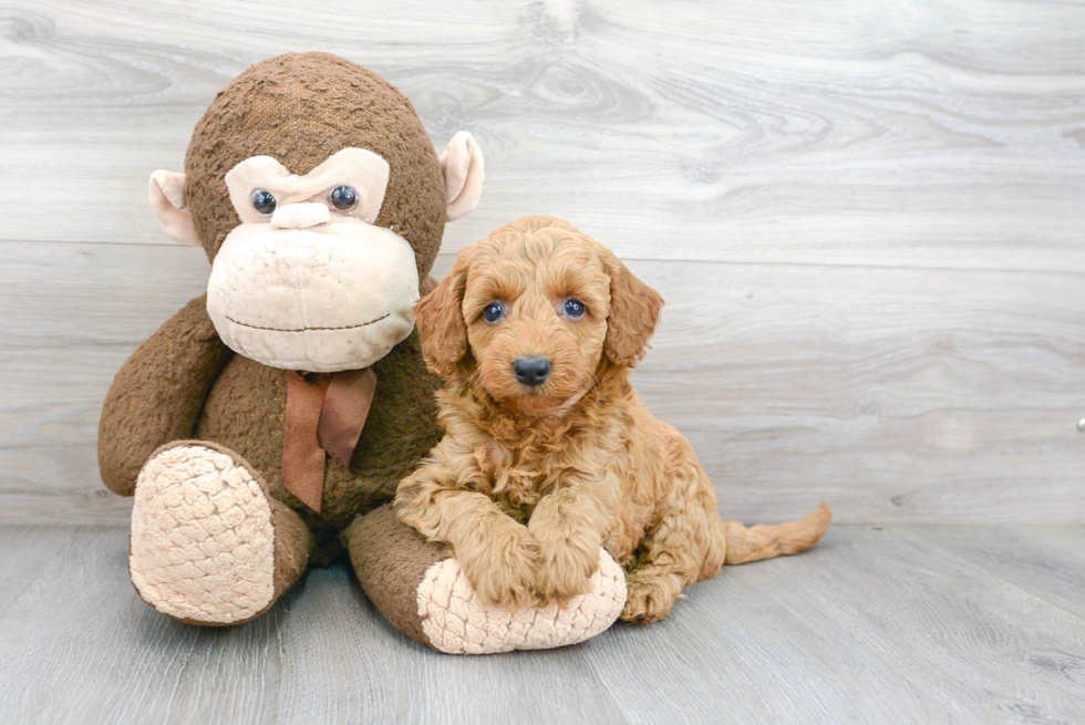 Cute Mini Goldendoodle Baby