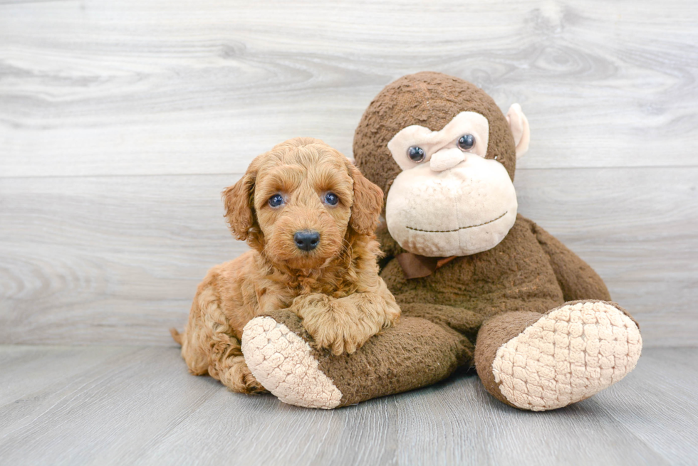 Little Golden Retriever Poodle Mix Puppy