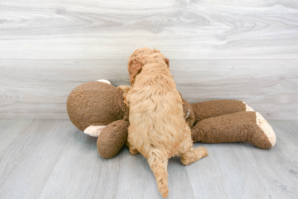 Adorable Golden Retriever Poodle Mix Puppy