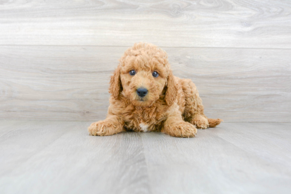 Popular Mini Goldendoodle Poodle Mix Pup