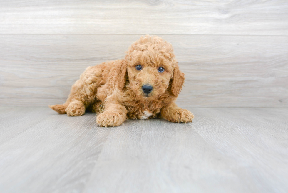 Hypoallergenic Golden Retriever Poodle Mix Puppy