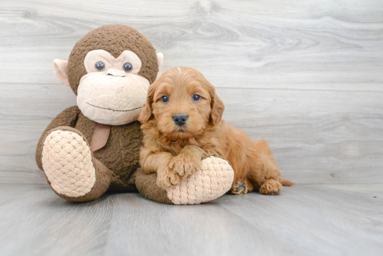 Best Mini Goldendoodle Baby