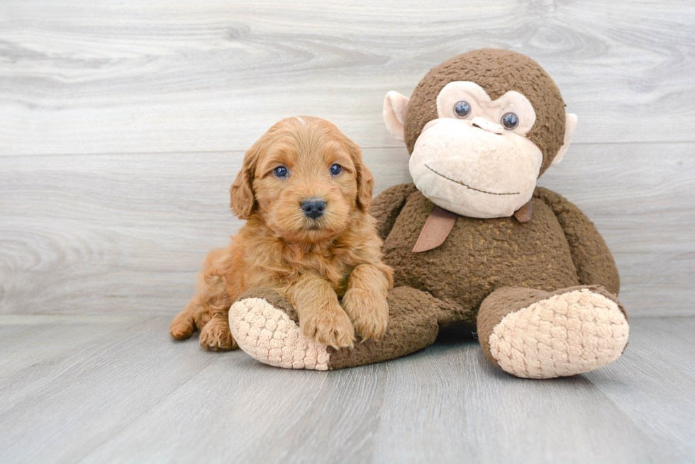 Hypoallergenic Golden Retriever Poodle Mix Puppy