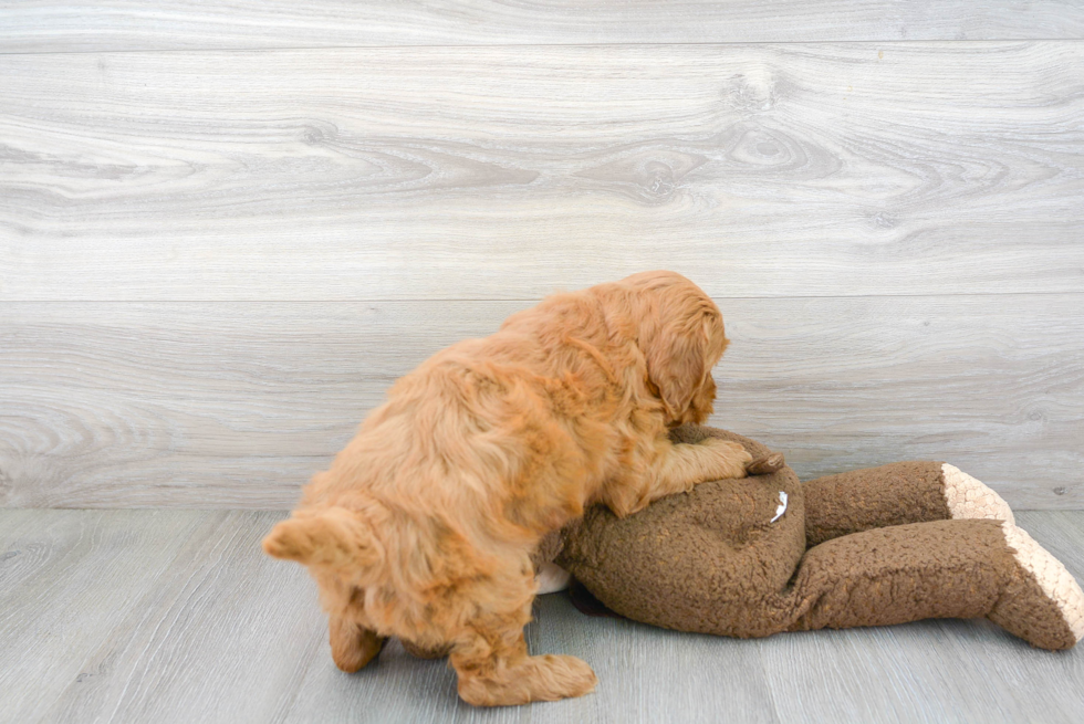 Petite Mini Goldendoodle Poodle Mix Pup